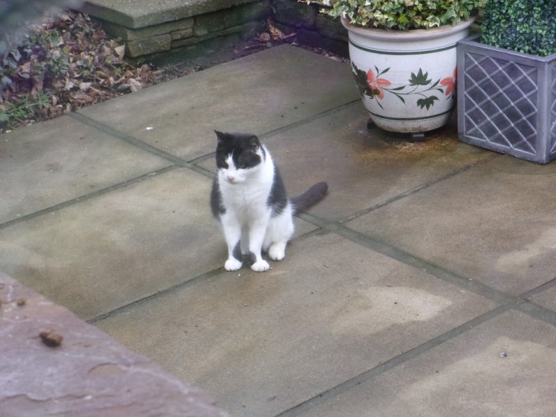 Local moggies_0002.JPG