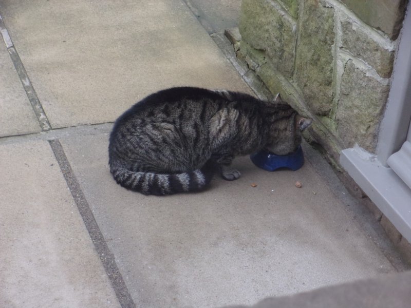 Local moggies_0003.JPG