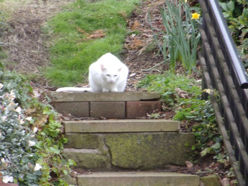 Local moggies_0004.JPG