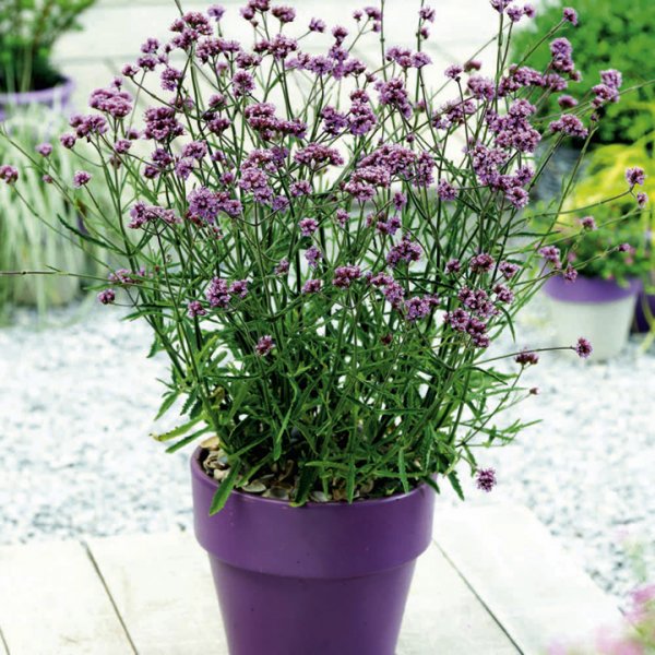 Lollipop Verbena.jpg