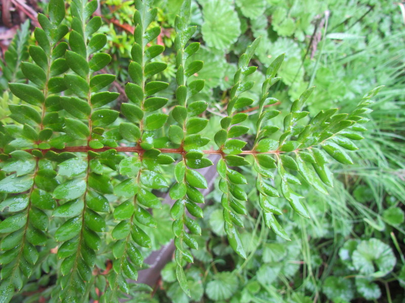 LOMATIA  FERRUGINEA 18 01 2012 09-49.JPG