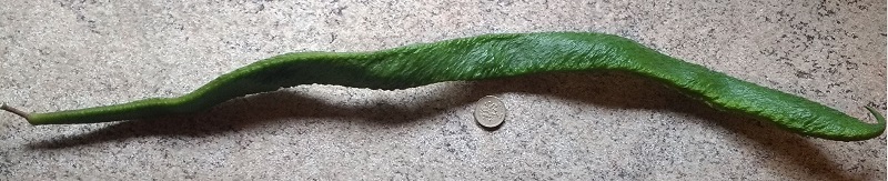 long bean.JPG