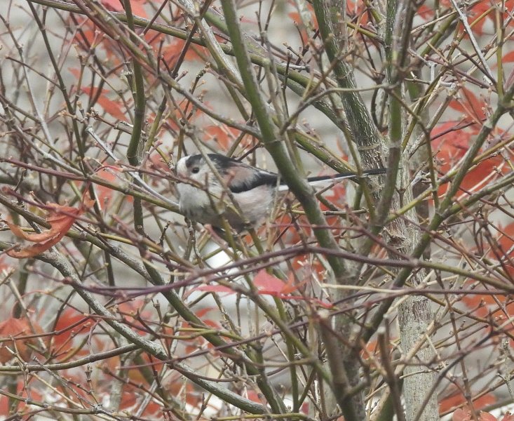 Long Taile dTit 2.jpg