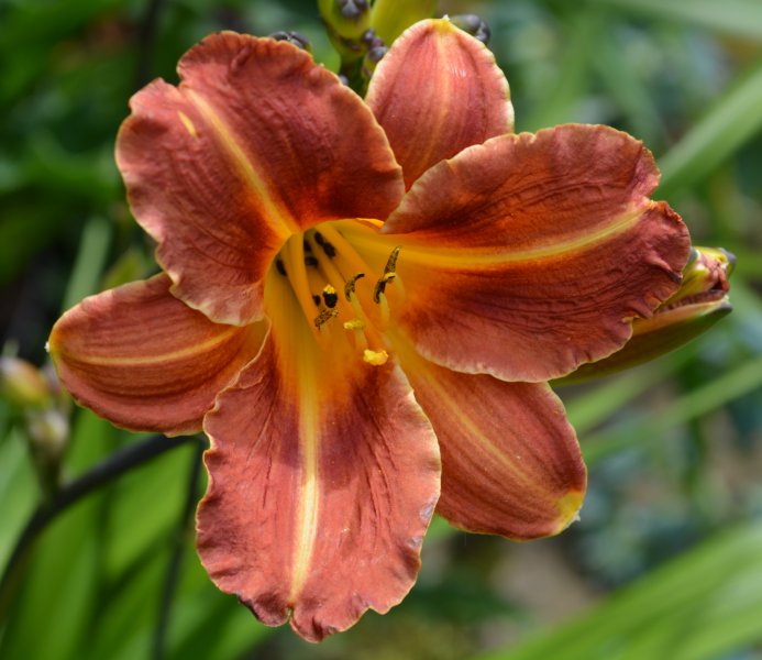 Longfields Bandit.JPG