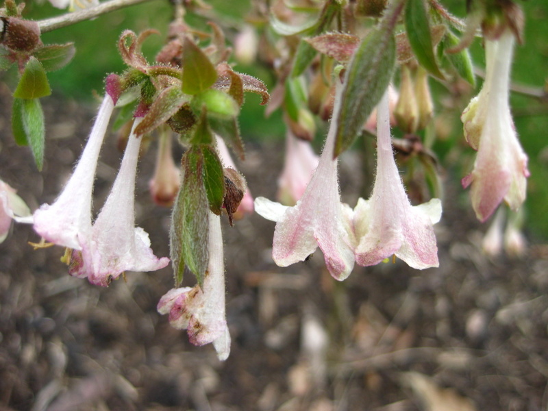 LONICERA  ELISAE 02-03-2009 14-34-04.JPG