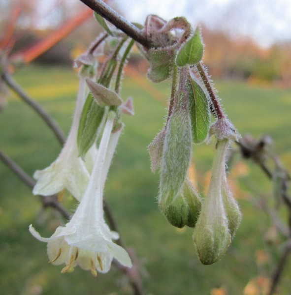 LONICERA  ELISAE 04-03-2011 17-07-59.JPG