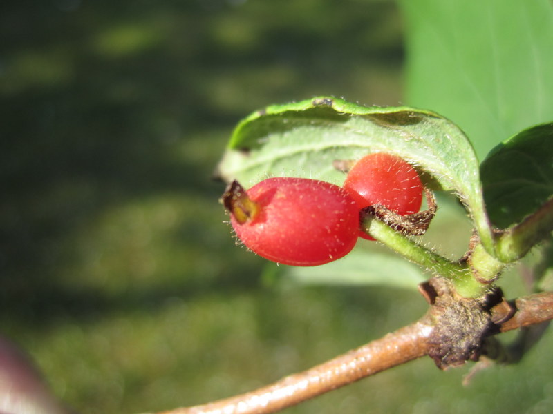 LONICERA  ELISAE 05-06-2013 18-19-41.JPG