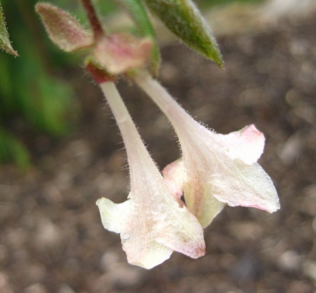 LONICERA  ELISAE 07-03-2009 11-30-02.JPG