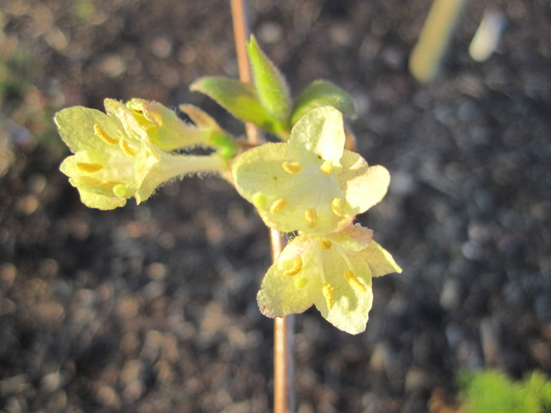 LONICERA  ELISAE 07-03-2011 16-48-54.JPG