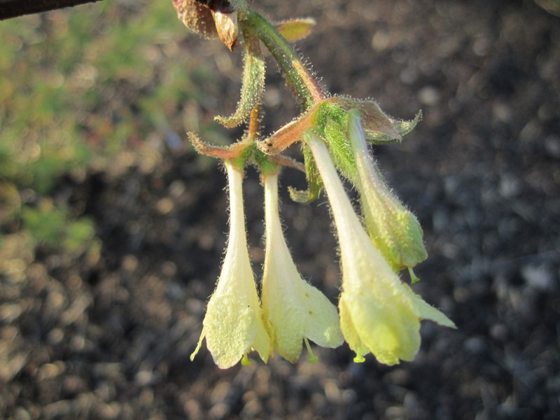 LONICERA  ELISAE 07-03-2011 16-49-12.JPG