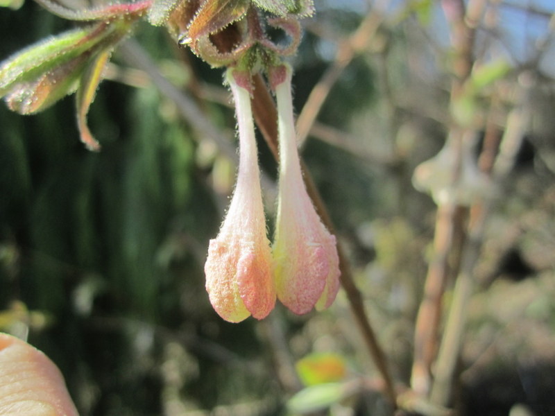 LONICERA  ELISAE 11-03-2012 12-09-26.JPG