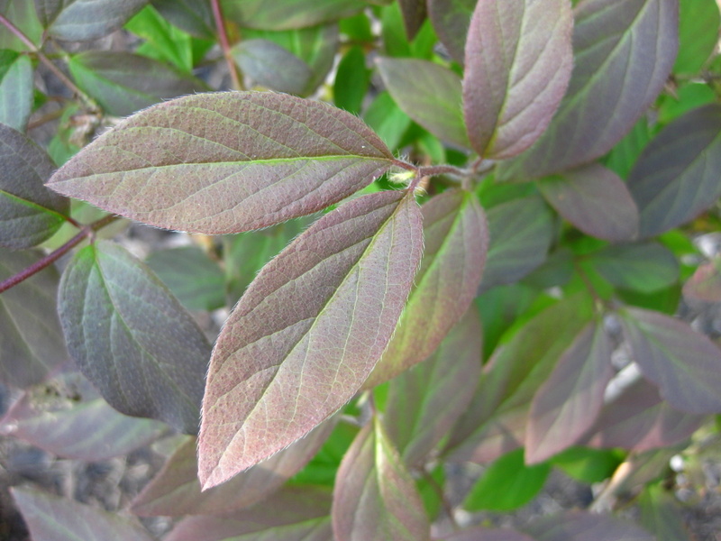 LONICERA  ELISAE 20-04-2009 15-00-29.JPG