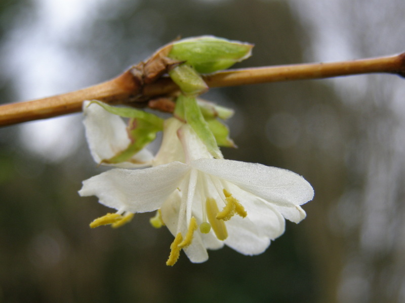 LONICERA  FRAGRANTISSIMA  04-01-2007 12-47-59.JPG