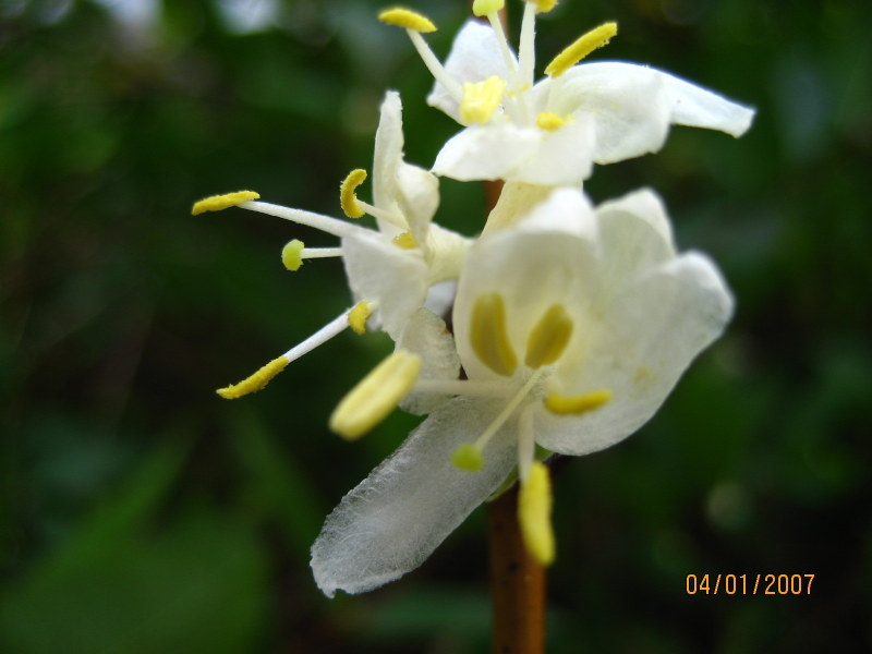 LONICERA  FRAGRANTISSIMA  04-01-2007 12-51-39.JPG