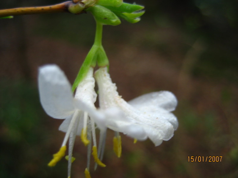 LONICERA  FRAGRANTISSIMA  15-01-2007 15-21-50.JPG