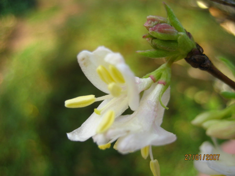 LONICERA  FRAGRANTISSIMA  27-01-2007 11-41-47.JPG