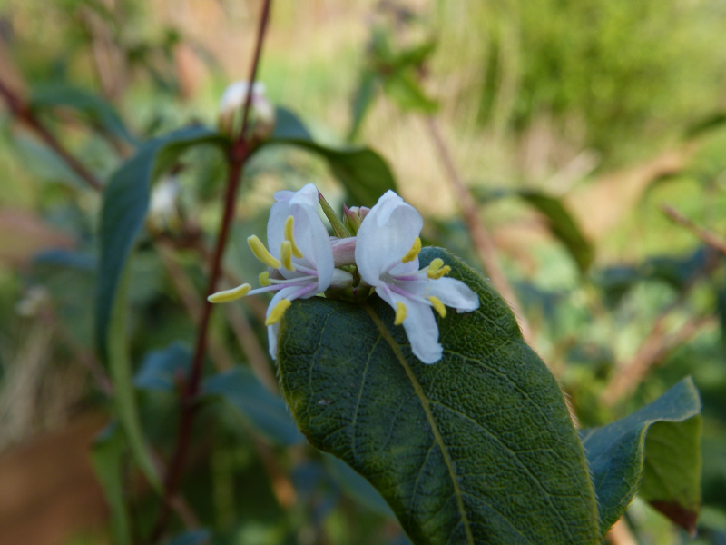 Lonicera fragrantissima.JPG