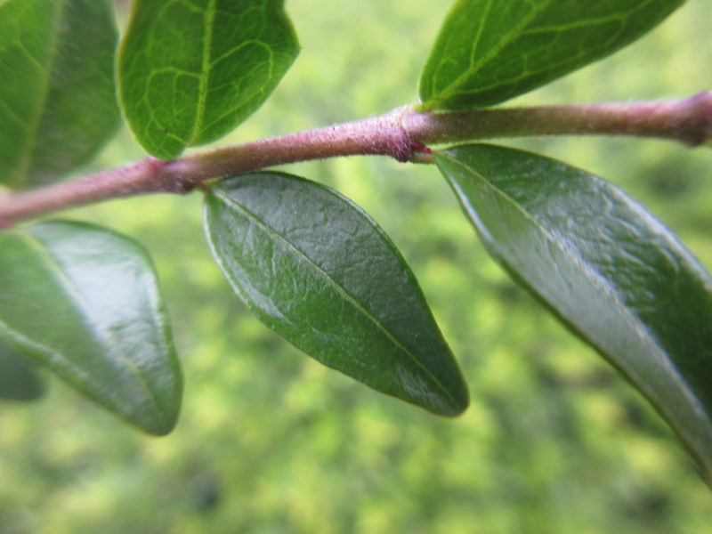 LONICERA  NITIDA 03-05-2020 12-26-054.JPG
