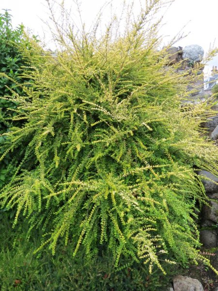 Lonicera Nitida 'Baggesen's Gold' (1).JPG