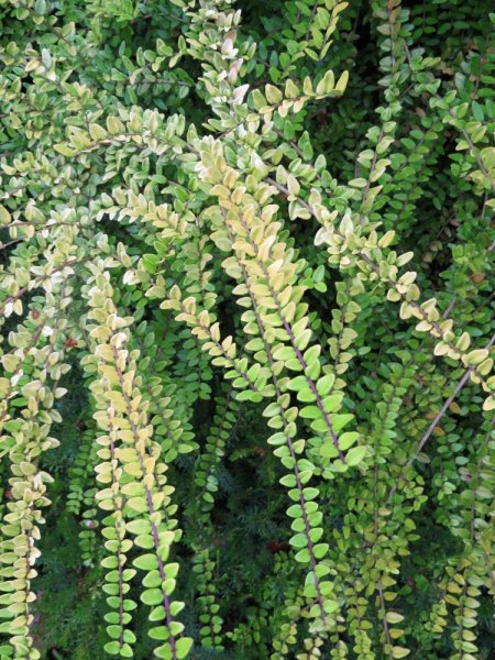 Lonicera Nitida 'Baggesen's Gold' (2).JPG