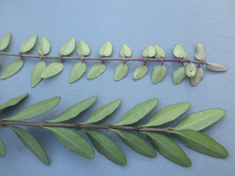 LONICERA  NITIDA  TOP  LONICERA  PILEATA  BOTTOM 17-08-2021 17-10-55.JPG