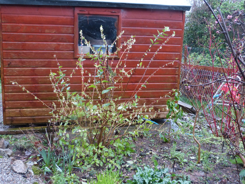 Lonicera purpusii 1.JPG