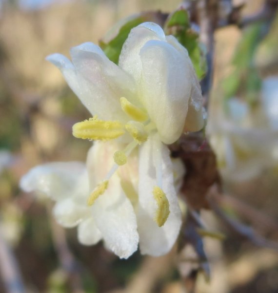 LONICERA  PURPUSII 18-02-2015 09-55-24.JPG