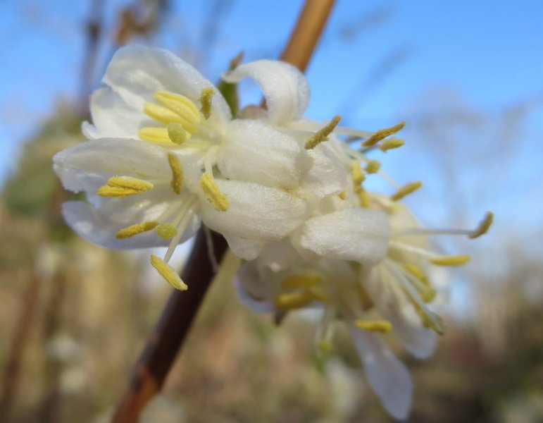 LONICERA  PURPUSII 18-02-2015 09-56-00.JPG