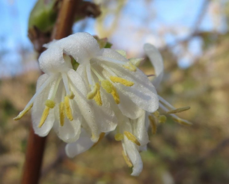 LONICERA  PURPUSII 18-02-2015 09-56-12.JPG