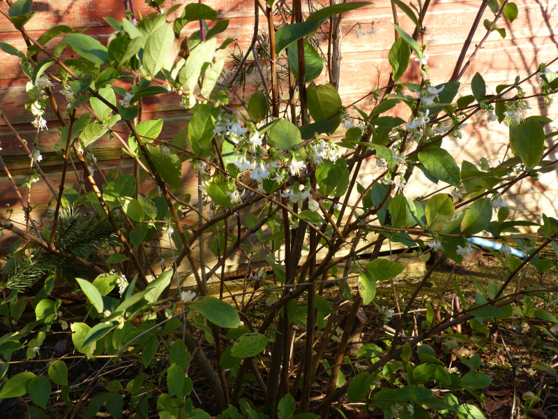 Lonicera purpusii.JPG