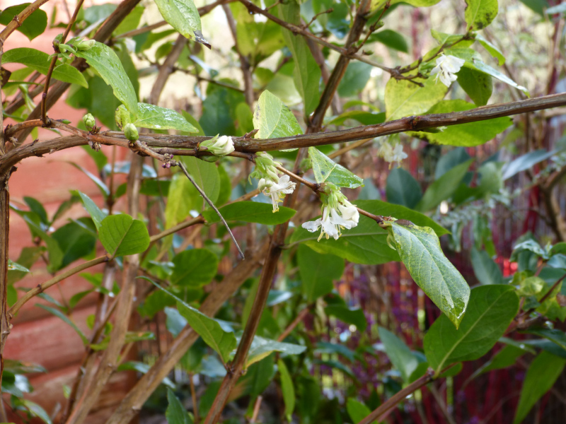 Lonicera purpusii.JPG