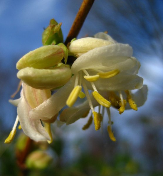 LONICERA  PURPUSII  WINTER  BEAUTY 14-01-2007 11-06-46.JPG