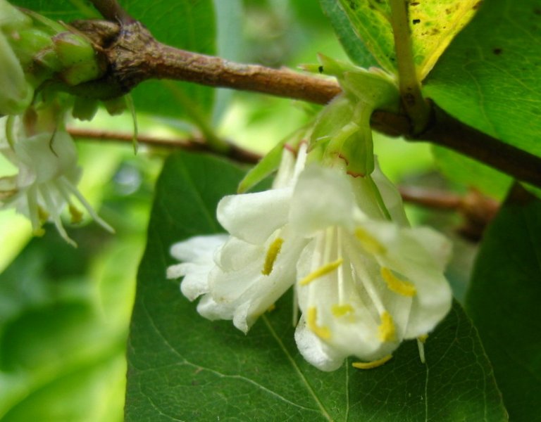 LONICERA  PURPUSII  WINTER  BEAUTY 27-01-2007 12-23-56.JPG