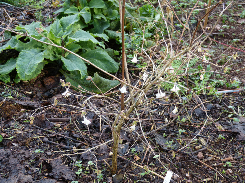 Lonicera rockii.JPG
