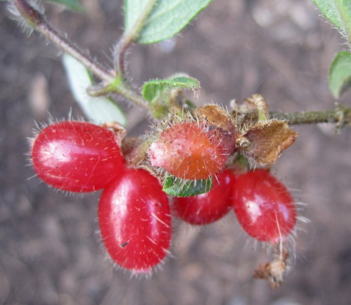 LONICERA  SETIFERA 17-05-2010 16-29-24.jpg