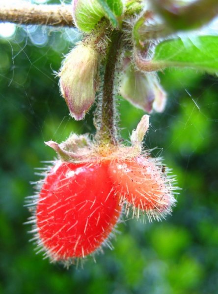 LONICERA  SETIFERA 19-05-2007 17-50-56.jpg