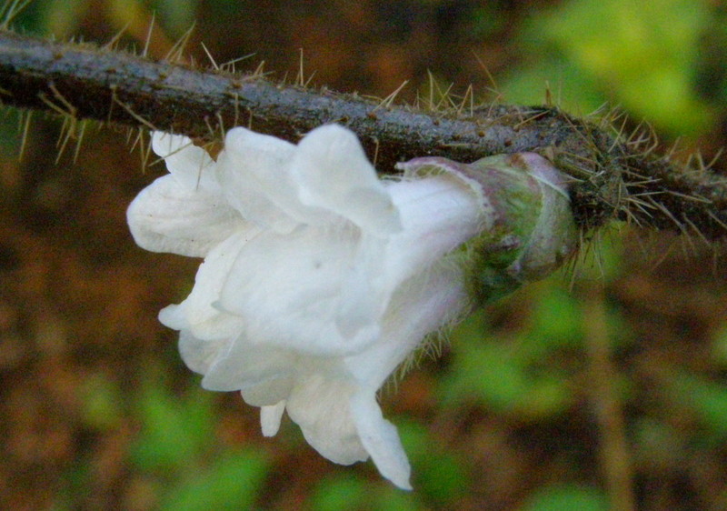 LONICERA  SETIFERA 19-12-2007 15-00-55.jpg