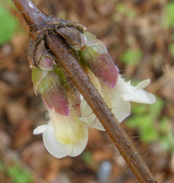 LONICERA  SETIFERA 20-12-2007 13-59-33.jpg