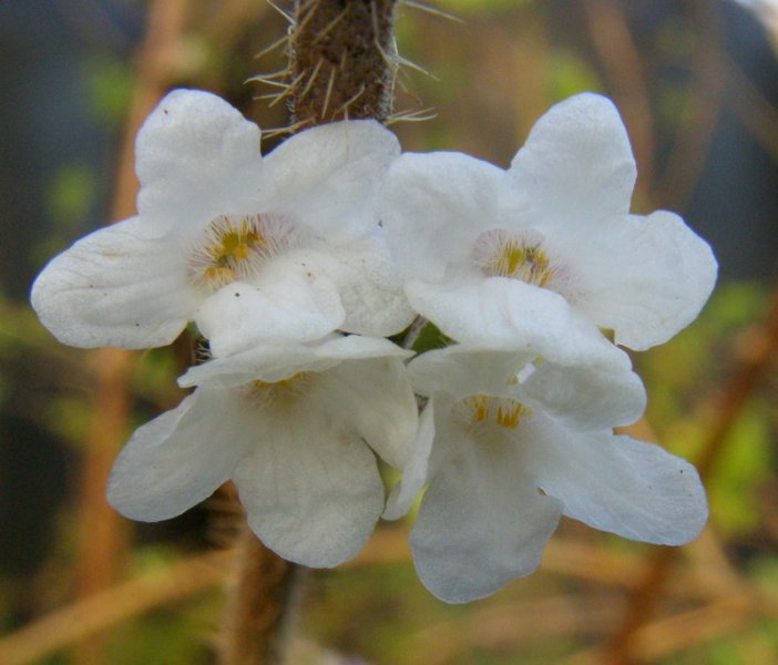 LONICERA  SETIFERA 20-12-2007 14-01-11.jpg
