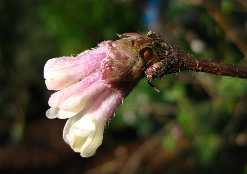 LONICERA  SETIFERA 24-01-2009 13-12-09.jpg