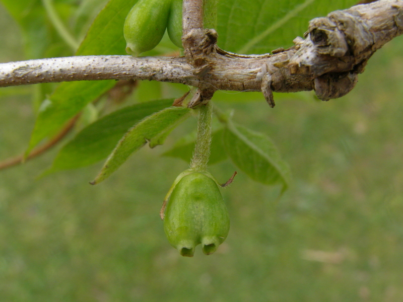 LONICERA  STANDISHII 07-04-2008 12-50-55.JPG