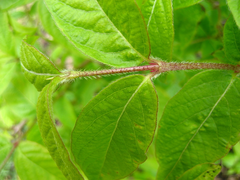 LONICERA  STANDISHII 07-04-2008 13-03-22.JPG