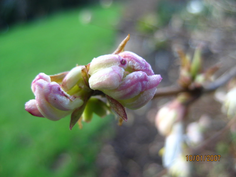 LONICERA  STANDISHII 10-01-2007 12-45-16.JPG