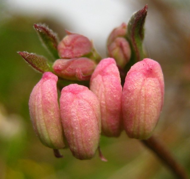 LONICERA  STANDISHII 10-11-2007 10-33-14.JPG