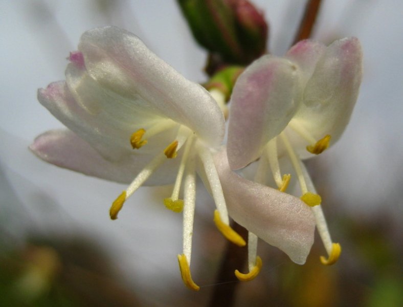LONICERA  STANDISHII 10-11-2007 10-33-27.JPG