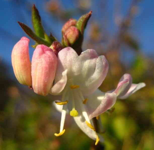 LONICERA  STANDISHII 15-11-2007 14-28-26.JPG