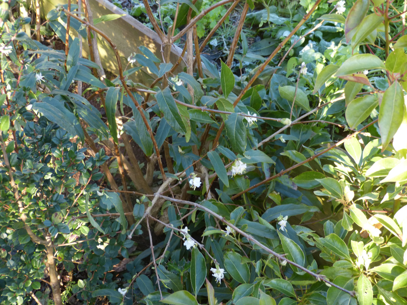 Lonicera standishii.JPG