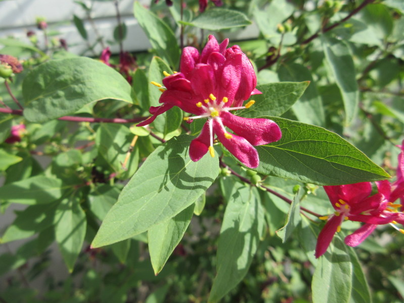 LONICERA TATARICA 10-Jul-17 10-29-30 AM.JPG