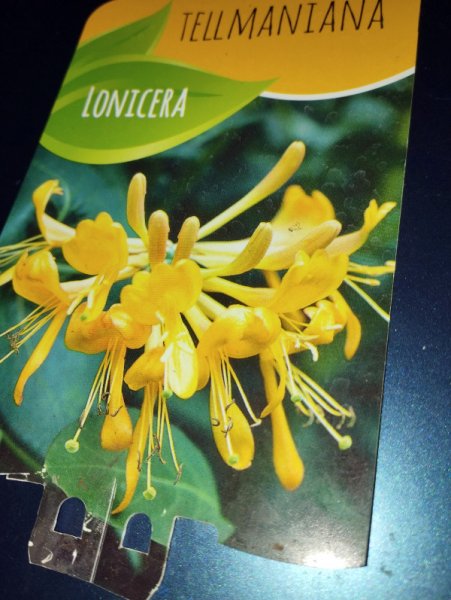 Lonicera Tellmaniana 5 Dec 25.jpg