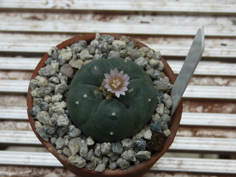 Lophophora williamsii .JPG